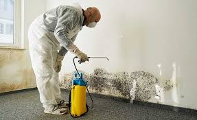 Best Water Damage & Mold Remediation  in Twinsburg, OH