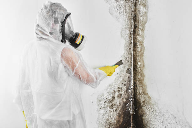 Best Industrial Mold Remediation  in Twinsburg, OH