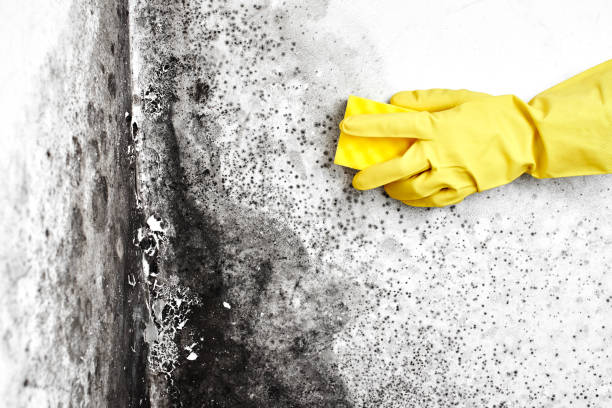 Best Biohazard Mold Removal  in Twinsburg, OH